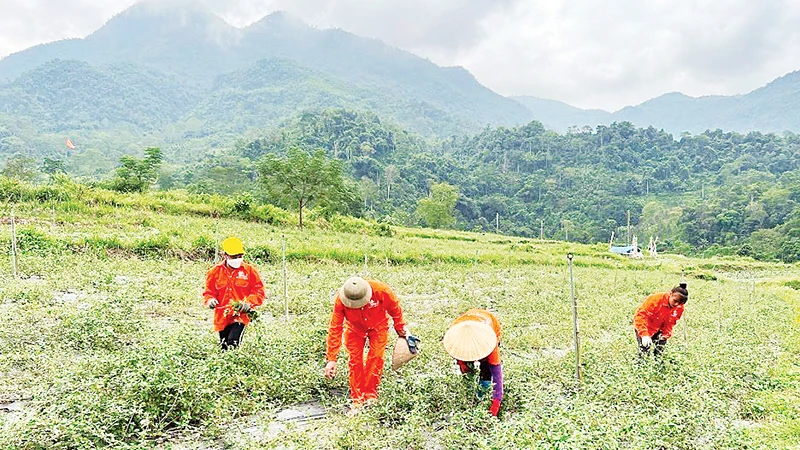 Người dân thôn Nà Săm, xã Thượng Giáo (huyện Ba Bể) chăm sóc cây cà gai leo do Chương trình mục tiêu quốc gia về phát triển kinh tế-xã hội vùng đồng bào dân tộc thiểu số và miền núi hỗ trợ.