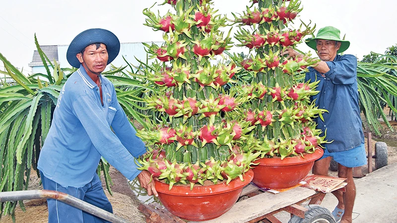 Thanh long trồng trong chậu được sắp xếp rất đẹp.