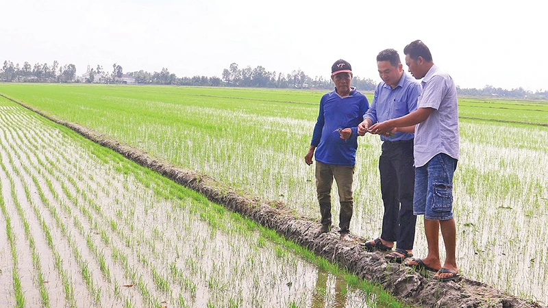 Cán bộ nông nghiệp kiểm tra và hướng dẫn kỹ thuật chăm sóc lúa đông xuân muộn ở huyện Long Mỹ.