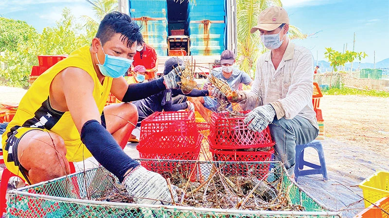 Người nuôi tôm xã Xuân Thịnh, thị xã Sông Cầu, Phú Yên đang thu hoạch tôm hùm.