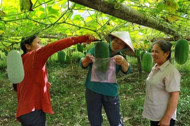 (Ảnh minh họa: TTXVN)