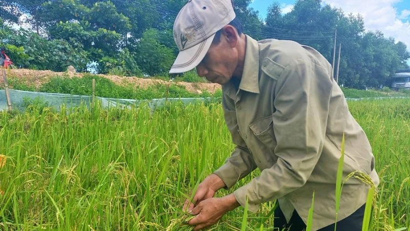 Lúa hè thu ở xã Liên Thủy, huyện Lệ Thủy bị chuột cắn phá tan hoang.