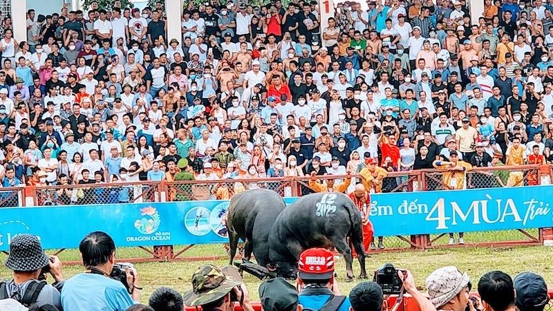 Khán giả cổ vũ nồng nhiệt trong một kháp đấu tại Hội chọi trâu Đồ Sơn 2022.