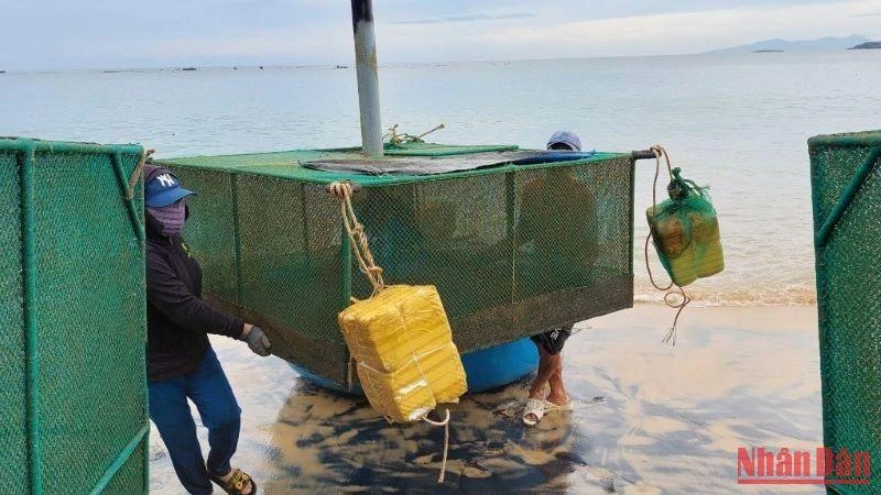 Ngư dân Phú Yên khẩn trương di dời lồng bè chạy bão cho tôm hùm.