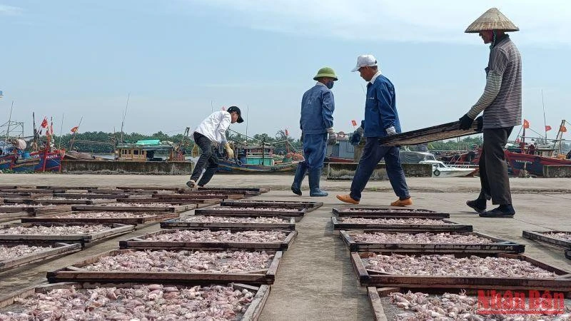 Thái Bình phấn đấu giữ vững sản lượng khai thác hải sản bình quân đạt khoảng 80 nghìn tấn/năm.