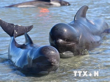 Cá voi hoa tiêu mắc cạn tại Farewell Spit, New Zealand tháng 2/2017. (Ảnh: AFP/TTXVN)