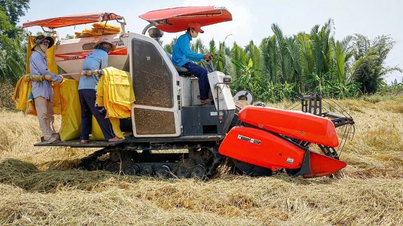 Thu hoạch lúa tại tỉnh Sóc Trăng. (Ảnh: AN ĐỨC)