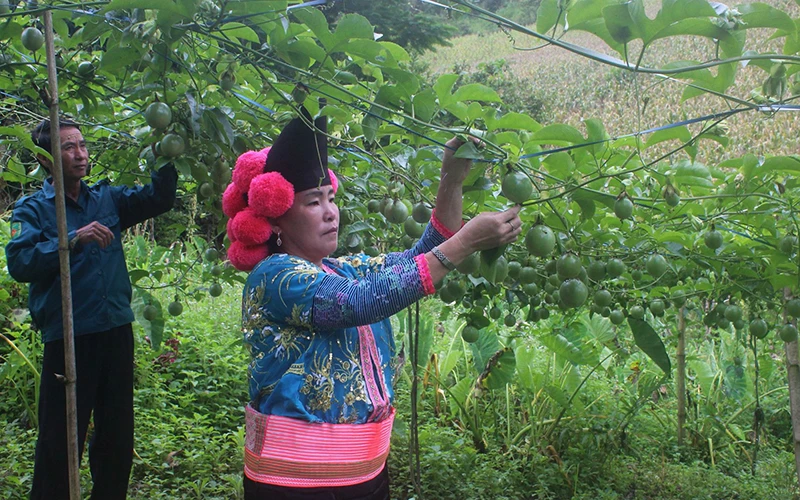 Nông dân chăm sóc cây chanh leo cung cấp nguyên liệu cho các nhà máy chế biến.