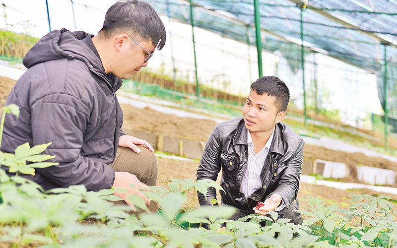 Trần Cao Nguyên (bên phải) chia sẻ cách trồng sâm Ngọc Linh theo công nghệ mới.