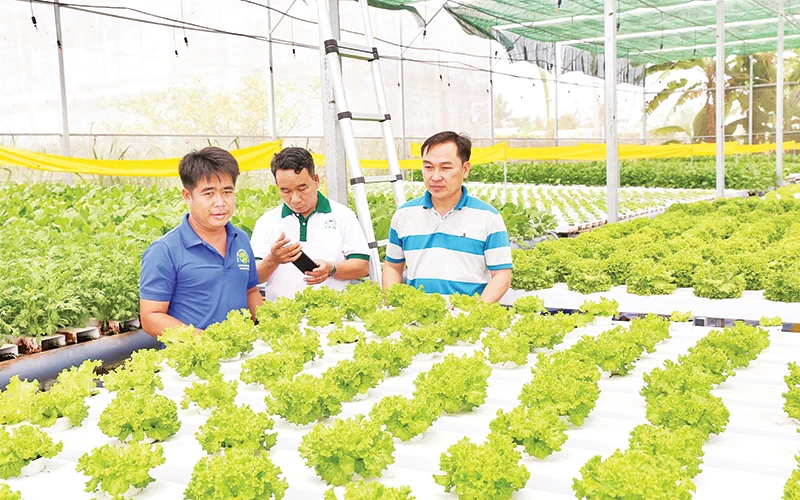 Nông dân tham quan, học tập kỹ thuật trồng rau thủy canh trong nhà màng khép kín của anh Nguyễn Ngọc Phi, khu phố 15, thị trấn Phước Dân, huyện Ninh Phước (Ninh Thuận).