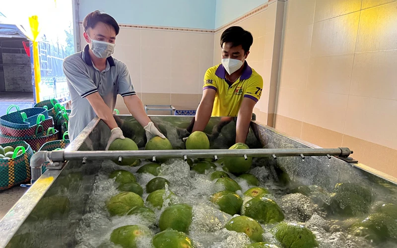 Sơ chế bưởi da xanh tại Hợp tác xã bưởi da xanh Bến Tre.