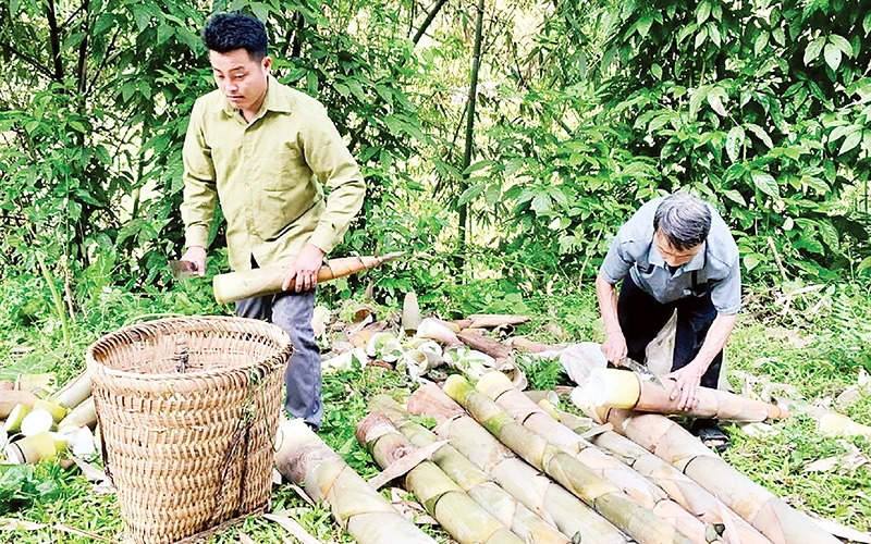 Anh Sổng A Cảnh, bản Khuôn Bổ, xã Hồng Ca, huyện Trấn Yên thu hoạch măng tươi.