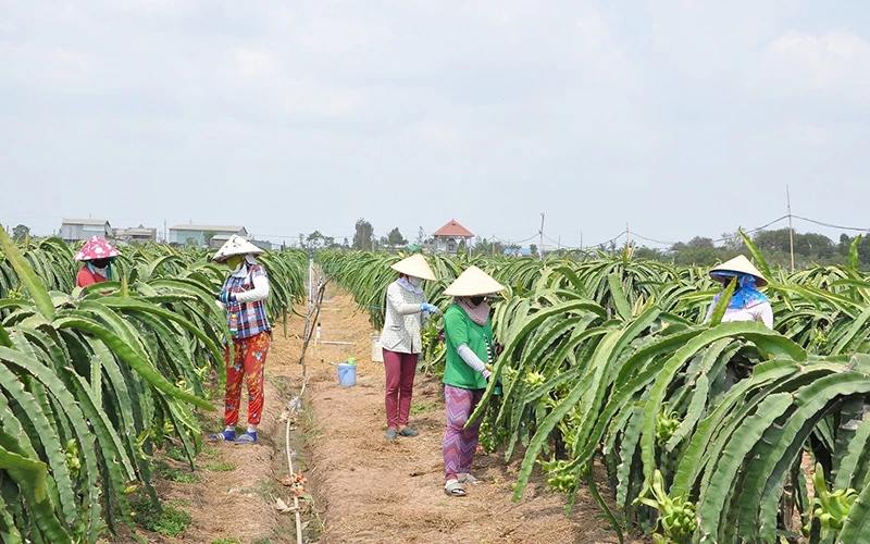 Người dân xã Kiểng Phước, huyện Gò Công Đông (Tiền Giang) chăm sóc thanh long. (Ảnh NGUYỄN SỰ)