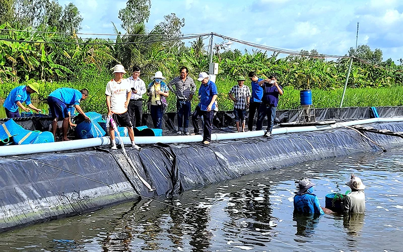 Nông hộ thực hiện mô hình điểm theo công nghệ nuôi tôm không xả thải tại xã Hưng Mỹ, huyện Cái Nước.
