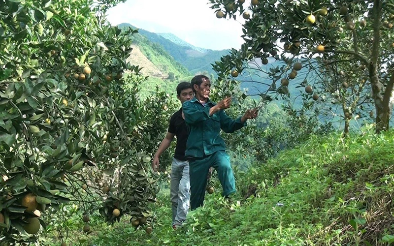 Nông dân bản Tàng Do, xã Nậm Tin chăm sóc vườn cam.