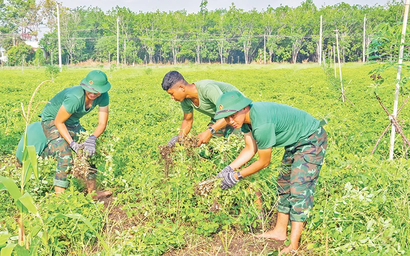 Cán bộ, chiến sĩ lực lượng vũ trang tỉnh Tây Ninh giúp người dân thu hoạch nông sản.
