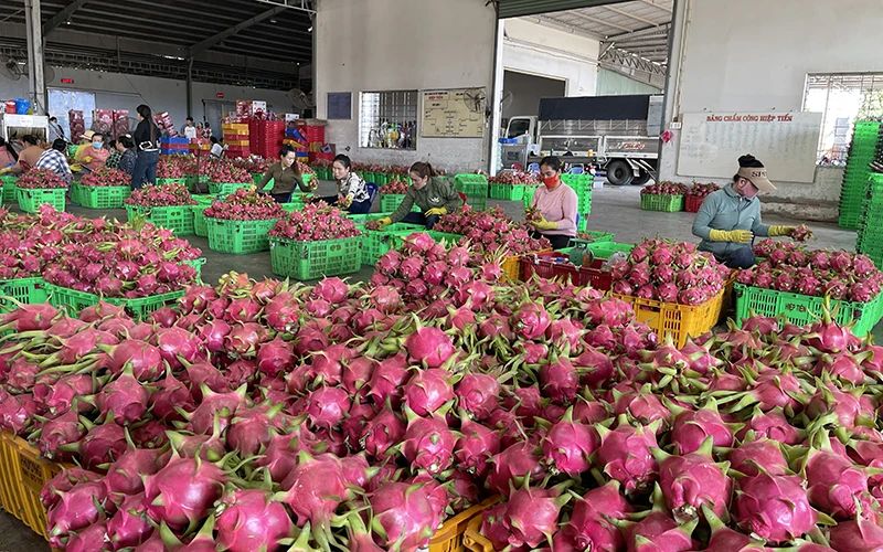 Thanh long giảm phát thải bán được giá cao, xuất khẩu qua nhiều thị trường khó tính.