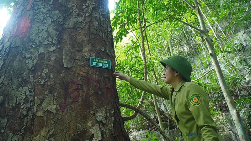 Một cây nghiến khổng lồ trong rừng Nam Xuân Lạc. (Ảnh NGỌC TÚ)
