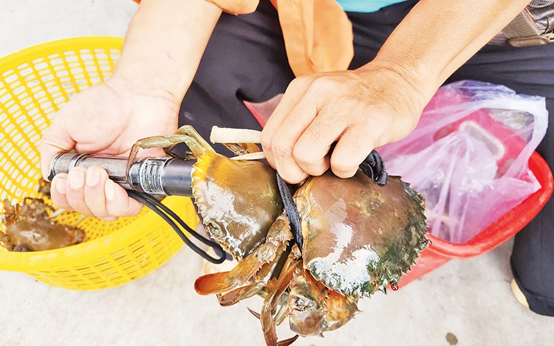 Thương lái sử dụng đèn pin soi gạch cua trước khi mua. 