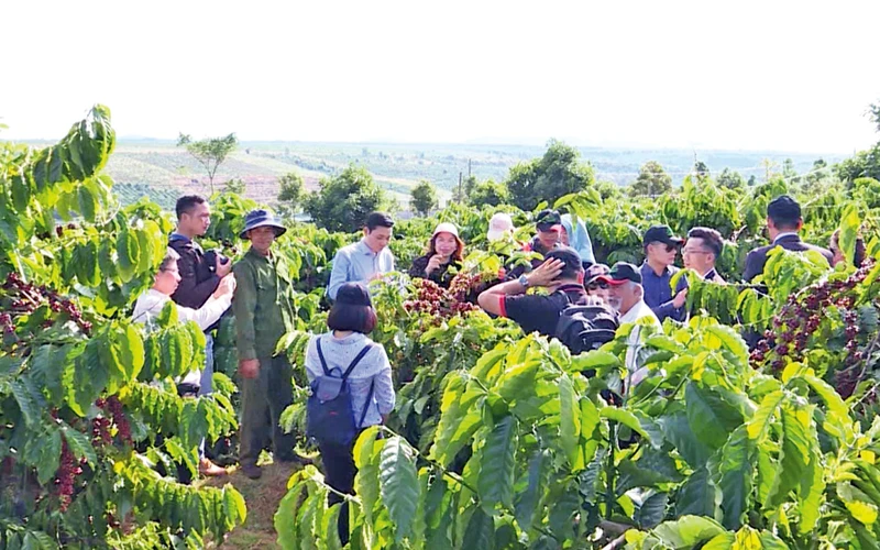 Sản xuất theo chuỗi liên kết trên các loại cây trồng đã mang lại kết quả vượt trội.