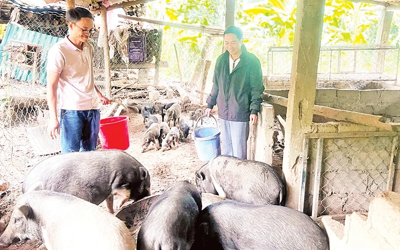 Anh Hồ Văn Thằn (trái) giới thiệu mô hình chăn nuôi lợn bản.