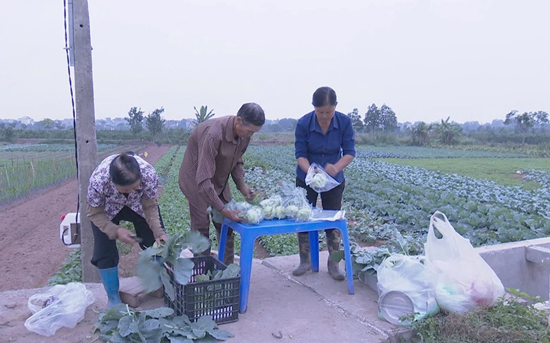 Thu hoạch rau ở Hợp tác xã Phù Vân, thành phố Phủ Lý (Hà Nam).