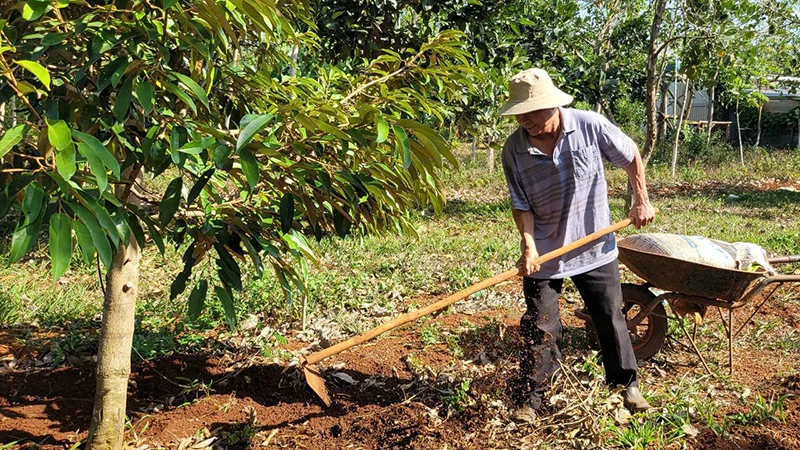 Ông Phạm Quang Mười, cố vấn Hợp tác xã Nông nghiệp xanh HD và MN (buôn Yông, xã Ea Drơng, huyện Cư M’gar, Đắk Lắk) chăm sóc vườn sầu riêng.