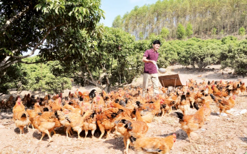 Gà đồi Yên Thế được chăn thả trong vườn đồi tự nhiên. (Ảnh Việt Hưng)