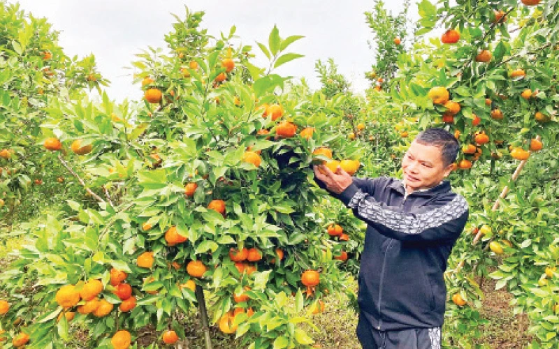 Một mô hình trồng cây ăn quả mang lại thu nhập cao của nông dân huyện Na Rì.