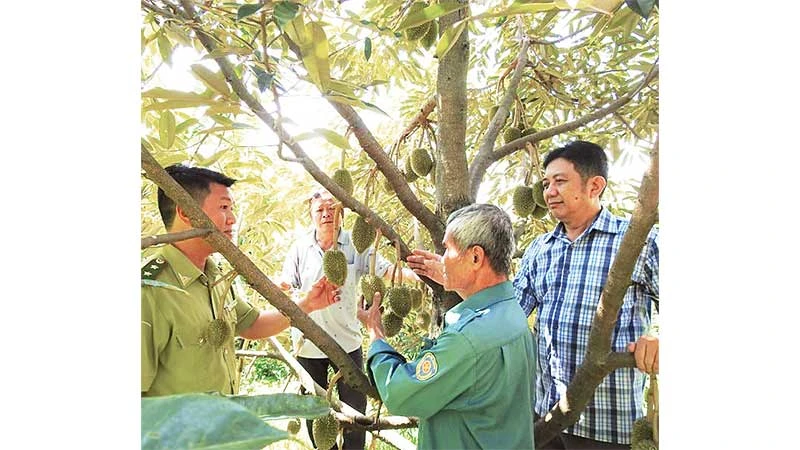Đoàn cán bộ Ban Quản lý rừng phòng hộ Krông Pha tham quan mô hình trồng sầu riêng dưới tán cây điều tại xã Lâm Sơn, huyện Ninh Sơn (Ninh Thuận).