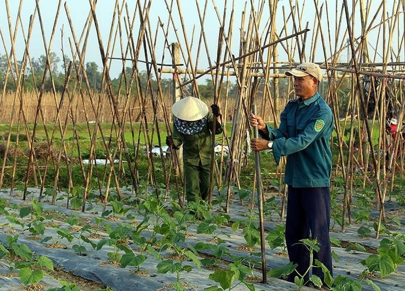 Trồng bí vụ đông ở xã Thanh Lĩnh, huyện Thanh Chương, tỉnh Nghệ An cho hiệu quả kinh tế cao. Ảnh: THÀNH CHÂU