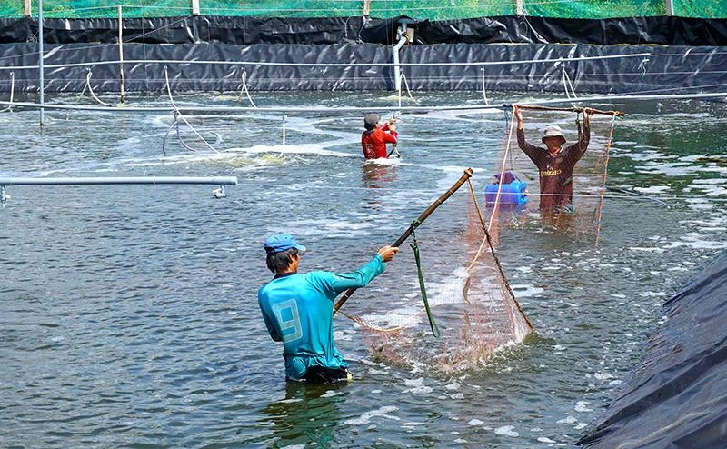 Ảnh minh họa: HỮU TÙNG