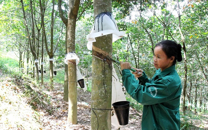 Ngành cao-su hy vọng "thoát" tăng trưởng âm trong những tháng cuối năm
