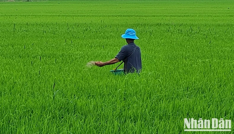 Nông dân Hậu Giang bón phân, chăm sóc lúa. Ảnh: PHÙNG DŨNG