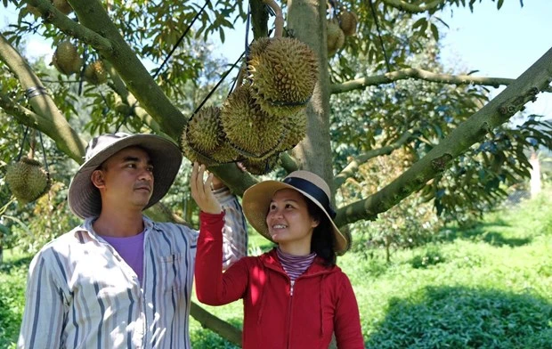 Phát huy lợi thế xuất khẩu rau quả 
