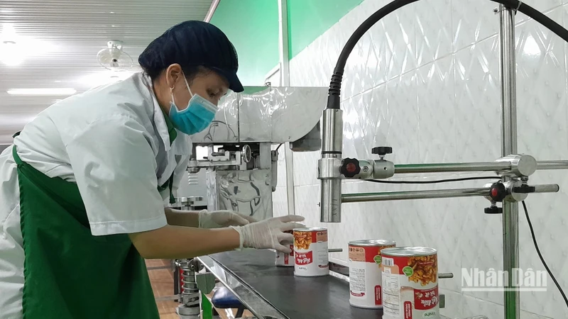 Áp dụng công nghệ hiện đại trong chế biến hạt điều tại Bình Phước. Ảnh: NHẤT SƠN
