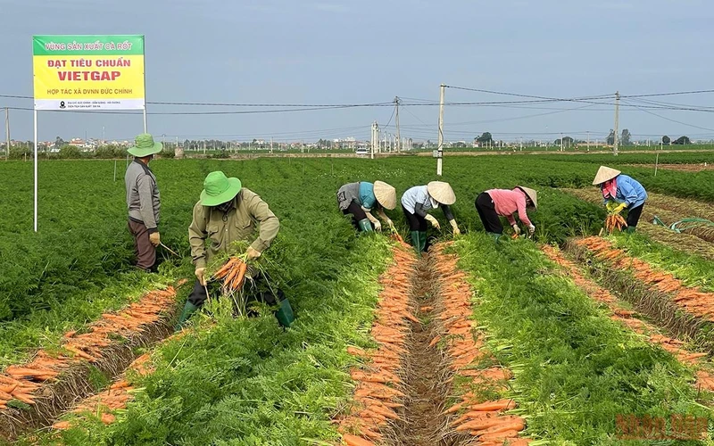 Cây cà rốt ở xã Đức Chính, huyện Cẩm Giàng góp phần xây dựng địa phương trở thành xã nông thôn mới kiểu mẫu. Ảnh: Quốc Vinh