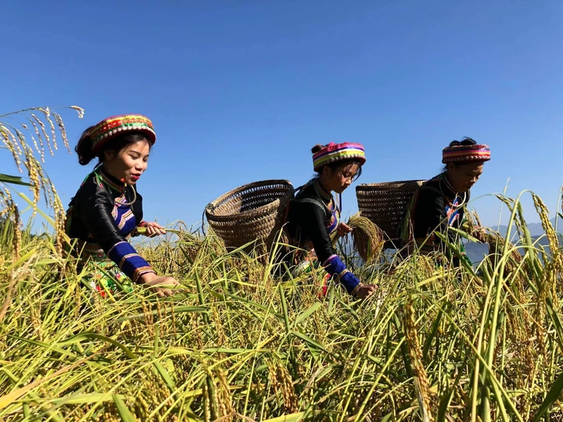 Thành viên Hợp tác xã Yến Dương, huyện Ba Bể, tỉnh Bắc Kạn thu hoạch lúa đặc sản gạo Nếp Tài. Ảnh: Báo Nhân Dân