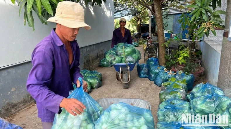 Nông dân xã Tân Thủy (huyện Ba Tri, tỉnh Bến Tre) chuyển rau ra điểm tập kết để Hội Nông dân kết nối các đơn vị tiêu thụ giúp. (Ảnh: HOÀNG TRUNG)