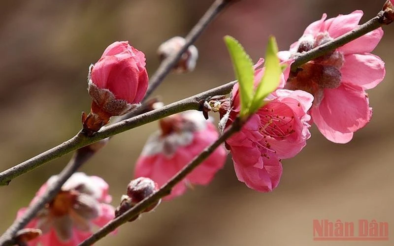 Hoa đào Nhật Tân. (Ảnh minh họa: Trần Hải)