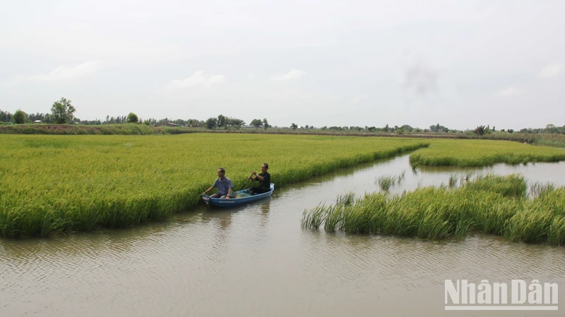 Trồng lúa tại tỉnh Bến Tre.