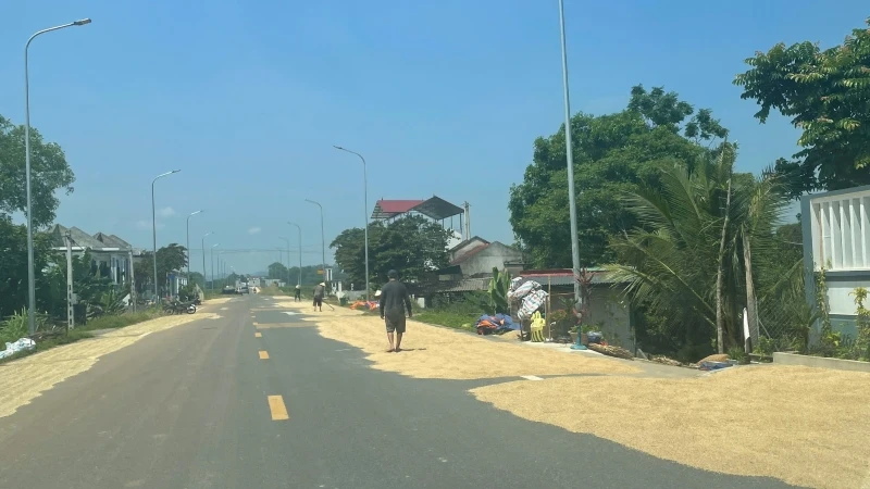 Nông dân Thanh Hóa phơi thóc trên quốc lộ.