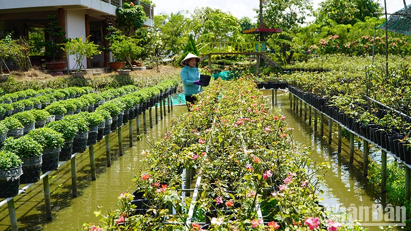 Chăm sóc hoa tại Vườn hồng Tư Tôn, thành phố Sa Đéc. (Ảnh: HỮU NGHĨA)