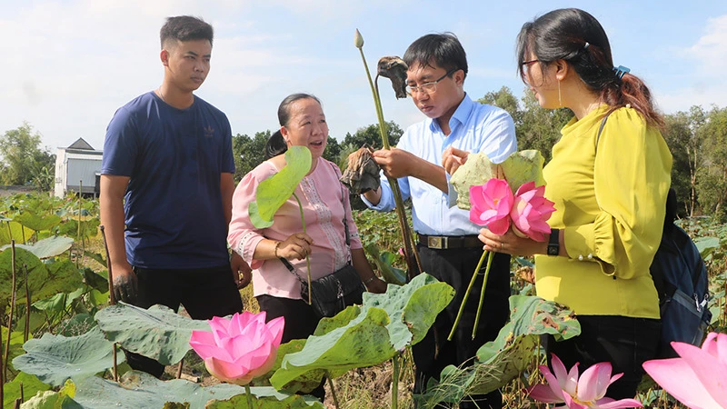 Mô hình “Xây dựng và hoàn thiện mô hình điểm quy mô 100ha chuyển đổi sản xuất hữu cơ, ứng dụng cơ giới hóa, công nghệ 4.0 gắn với liên kết tiêu thụ và du lịch trải nghiệm” ở Tổ hợp tác sen xã Hưng Thạnh”.
