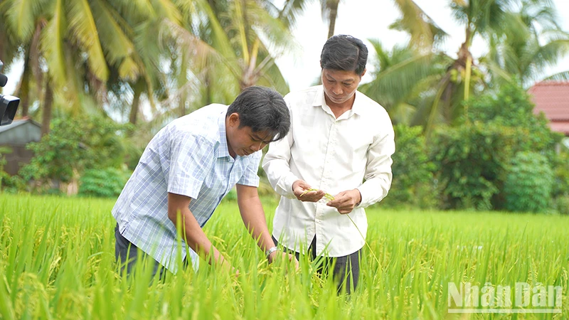Nông dân xã Láng Biển, huyện Tháp Mười tham gia mô hình thí điểm “Canh tác lúa chất lượng cao và phát thải thấp gắn với tăng trưởng xanh”. Ảnh: HỮU NGHĨA