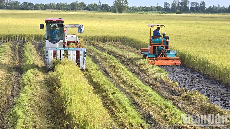 Thu hoạch lúa tại xã Láng Biển, huyện Tháp Mười.