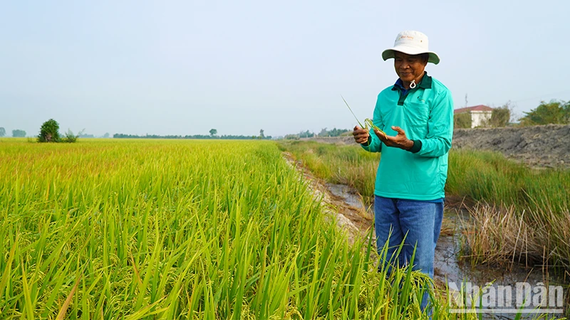 Ruộng mô hình "Sử dụng thuốc bảo vệ thực vật an toàn, hiệu quả và sử dụng thuốc bảo vệ thực vật sinh học trên lúa". (Ảnh: HỮU NGHĨA)