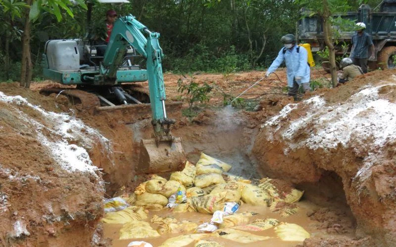 Tổ chức tiêu hủy gia cầm mắc bệnh.
