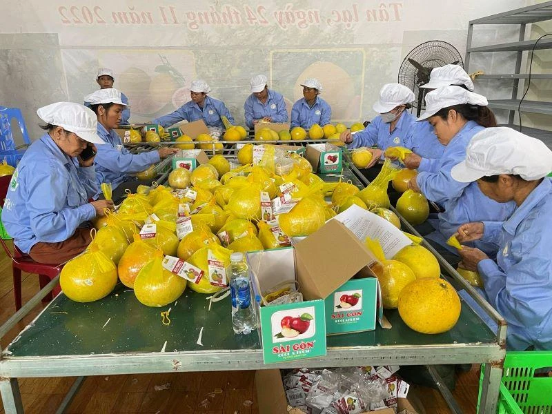 Nhân viên Công ty CP nông nghiệp FUSA đang bọc bưởi bằng túi lưới và gắn nhãn trước khi đóng thùng chuyển đi xuất khẩu.