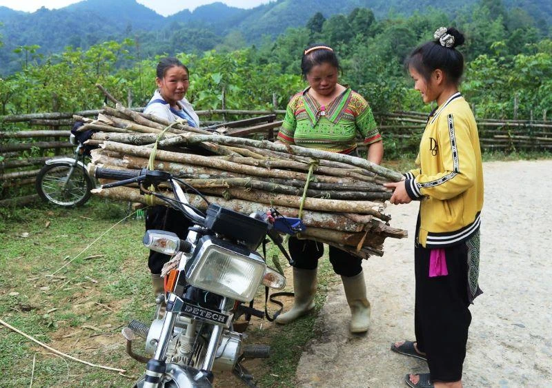Theo hương ước của thôn Dền Thàng 2, người dân chỉ vào rừng lấy củi trong ngày mở cửa rừng.